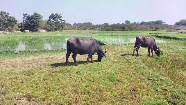 Indian rural buffaloes | desi indian buffaloes eating grass