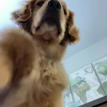 Dogs are taking over this trend