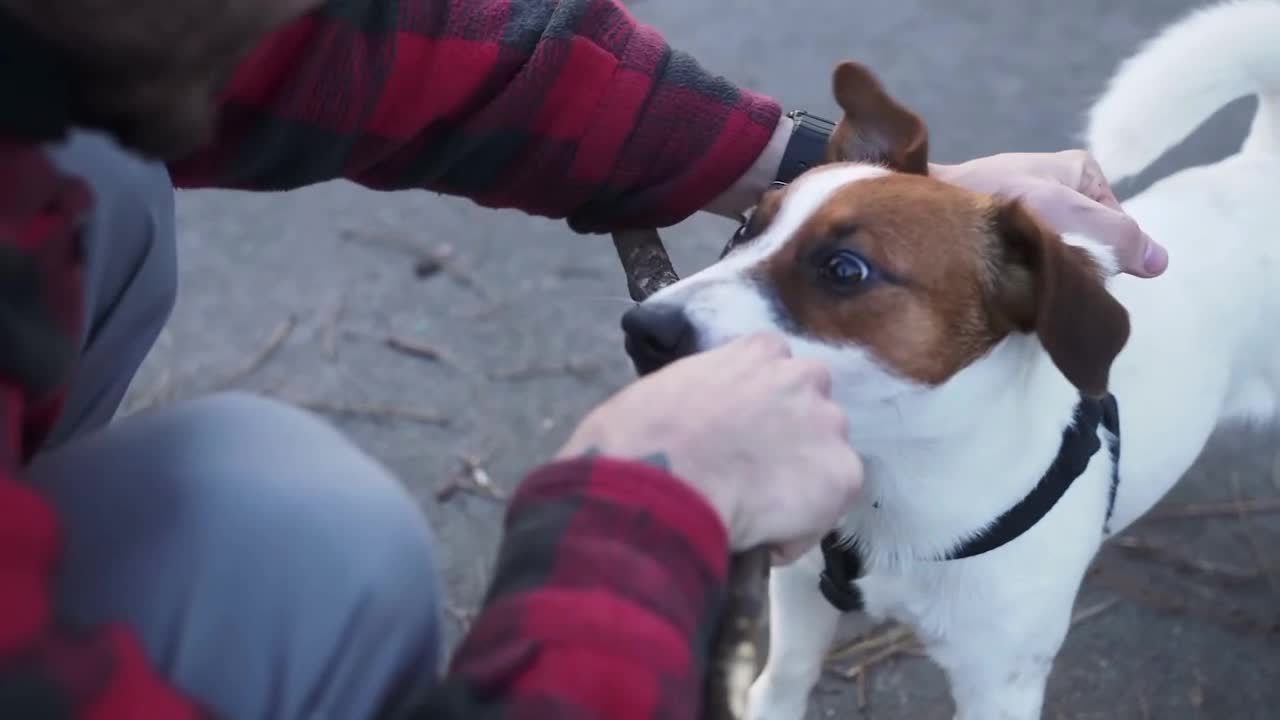 Sweetheart dog video