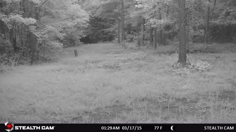 Male coyote caught with trail cam