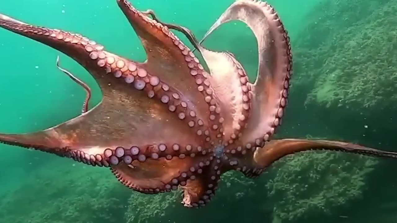 did you know this fact about octopus #amazinganimalfacts #octopus #facts #animals