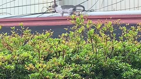 Bird Pecks at Cat's Back