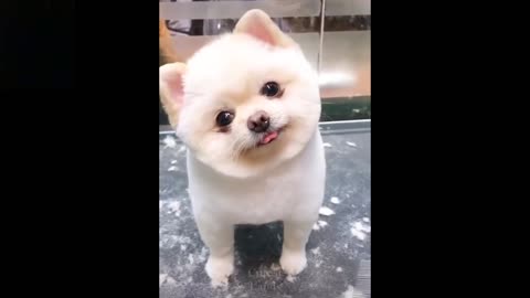 cute and funny pets video 👍