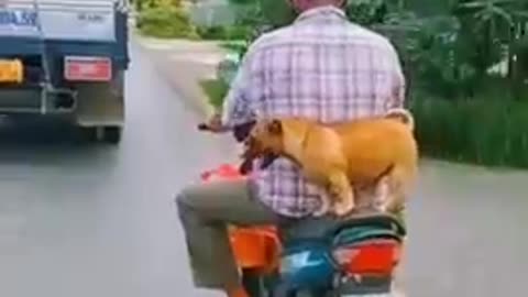 dog funny status