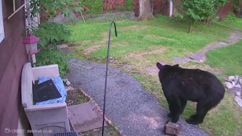 Dogs Vs Wild Animals Moments!