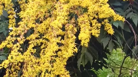 Golden Mimosa Walk