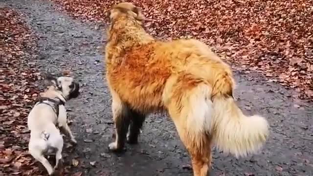 French bulldog riding his golden retriever like a cowboy!