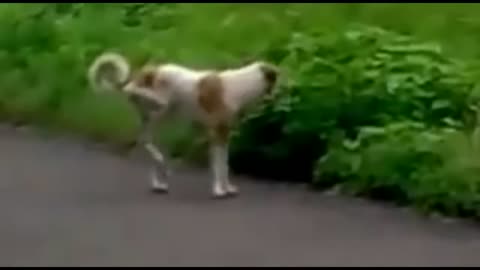crazy dog