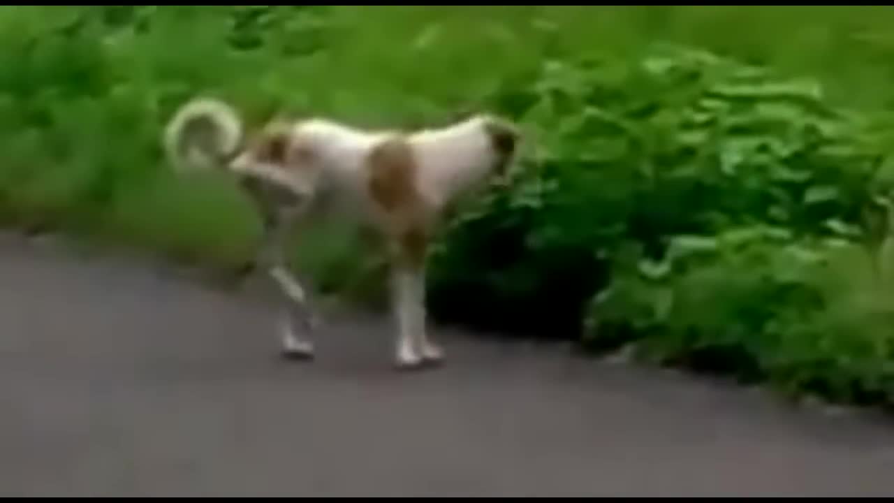 crazy dog