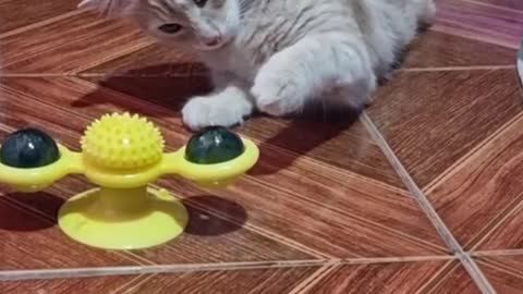 CUTE KITTEN PLAYING 🐈 🤣