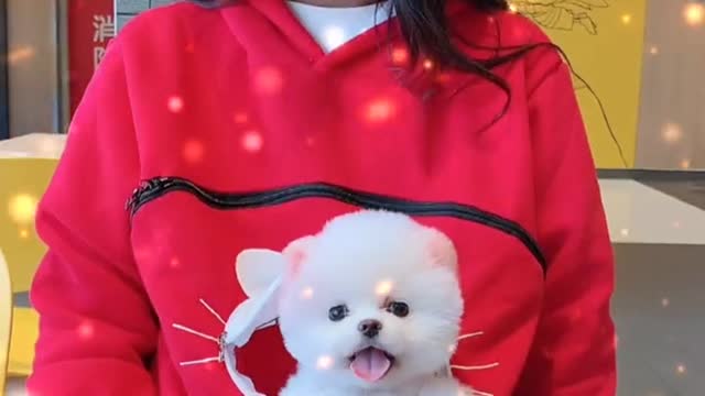 Pet styling