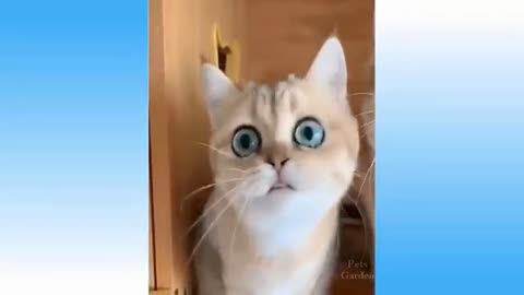 animals funny - moments