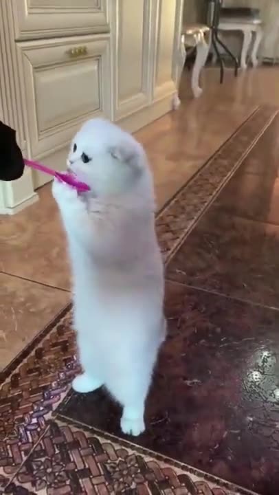 Pretty Pug Dog French Buldog And Cats