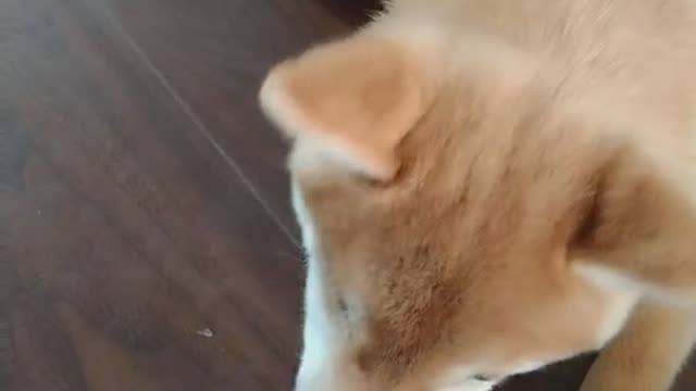 Incomprehensible Shiba Inu daily life