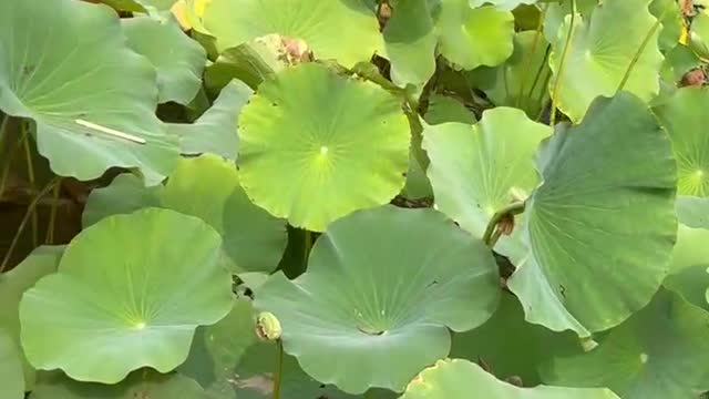 Do you know what grows next to the lotus leaf