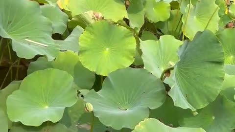 Do you know what grows next to the lotus leaf