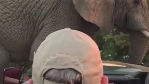 Elephant Love super video