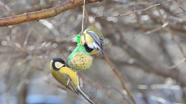 birds boobs eating