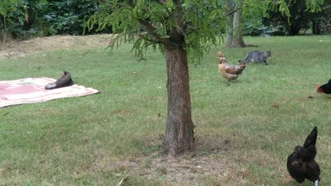 Ducks and Chickens at PedalFarm