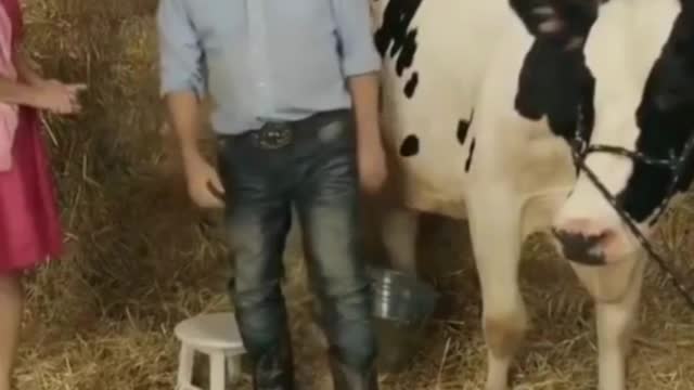 what happens when cow doesn't give milk | shot on iphone meme