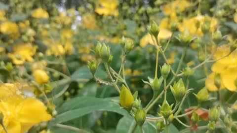 Buds in bloom