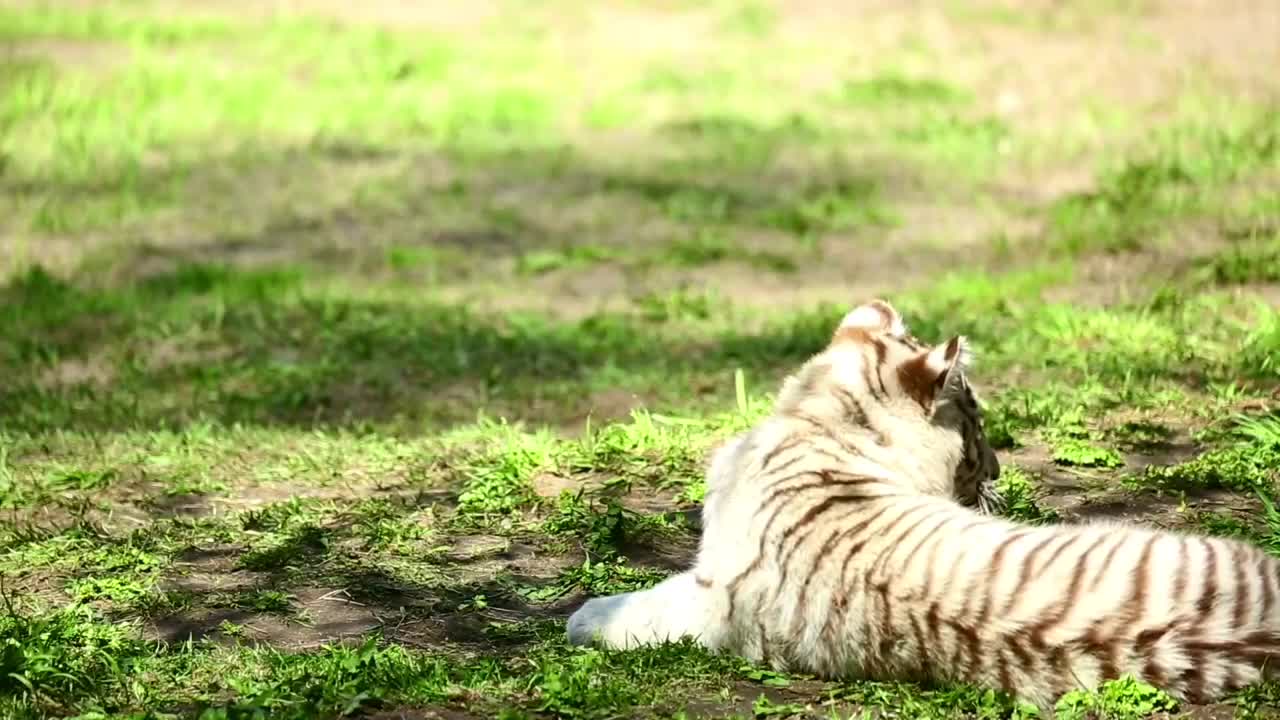 White-Tiger