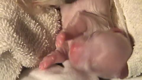 Amazing Dog Birth Moment !!!!