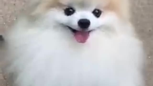 Cute puppy video