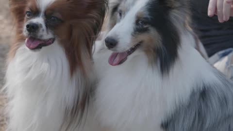 Woman Playing with Two Pet Dogs