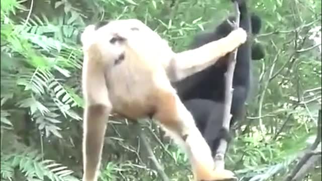 What kind of monkey is this? It climbed so high