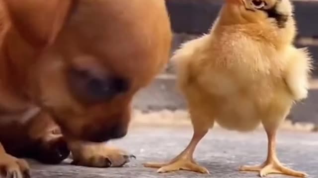 CUTE DOG AND CUTE DUCK