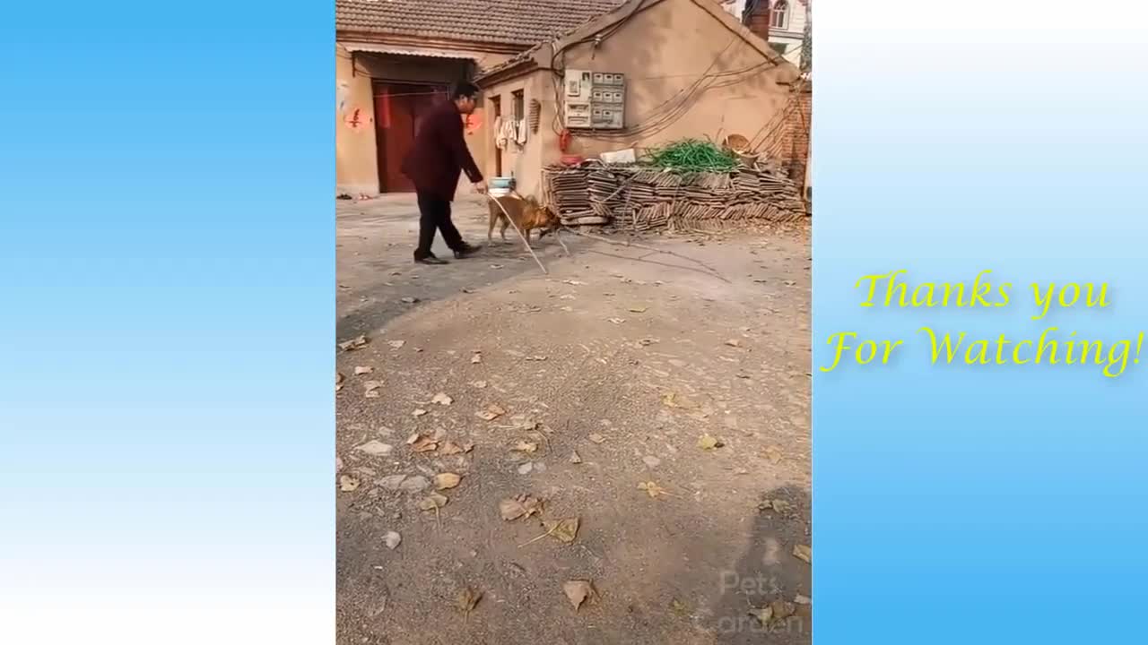 Man' Best Friend
