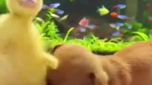 Baby Dogs & Cute and Funny Duck.