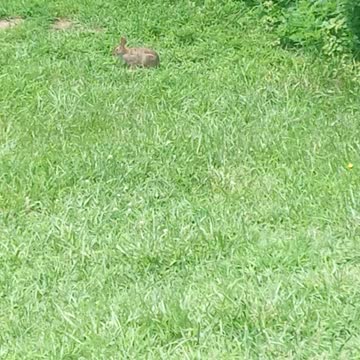 Try to catch a rabbit