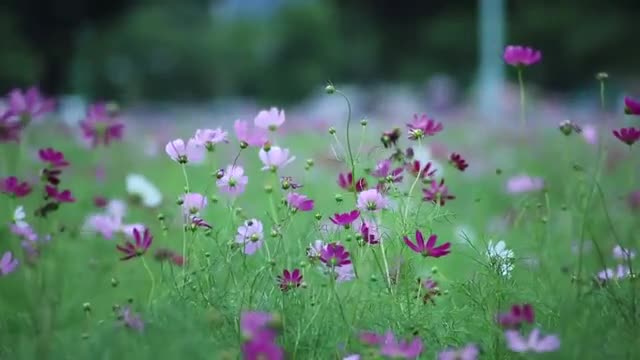 Flower video