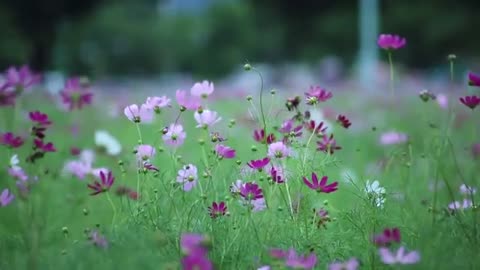 Flower video