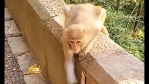 Cute Animal Videos