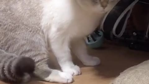 Funny Cat Cleaning Face # shorts