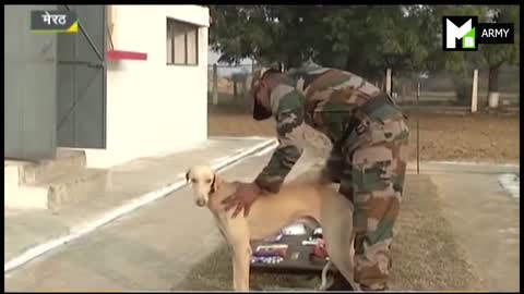 Military dog training