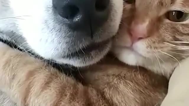 dog loves his cat :)