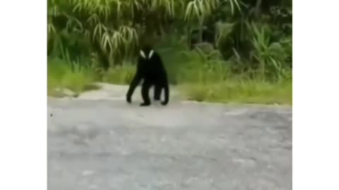 He looked venom at first