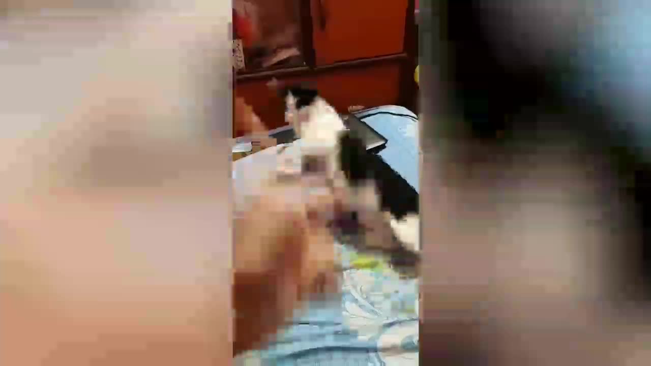 Funny cat playing playing