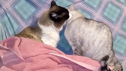 Una pareja de gatitos que se aman