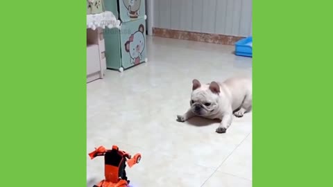 Cute Puppy Meets Its Match!