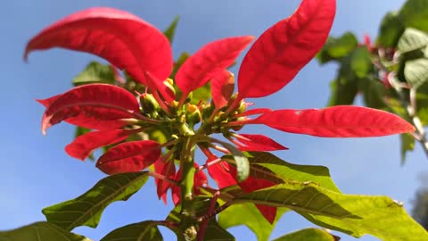 Beautiful Red Flower