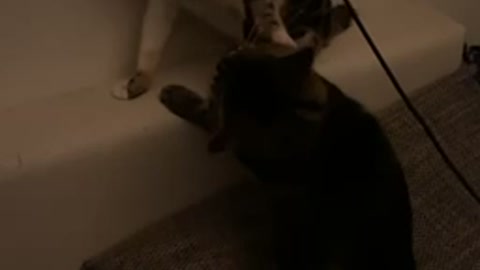 Cats fighting