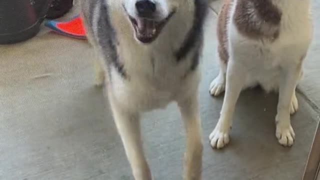 amazing cute Huskies