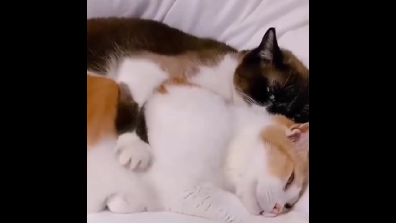 beautiful 😍😻