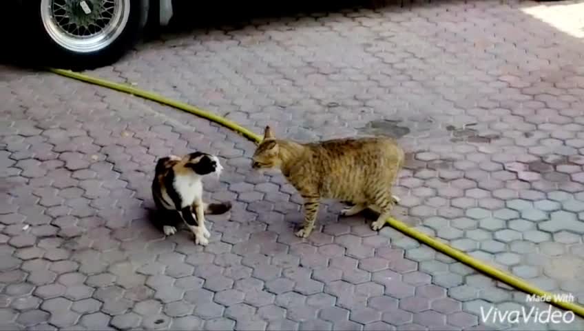 TWO CATS FIGHTING BATTLE OF CATS