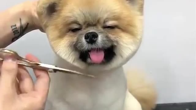 🐶🐕🐕 Dog Of Haircuting